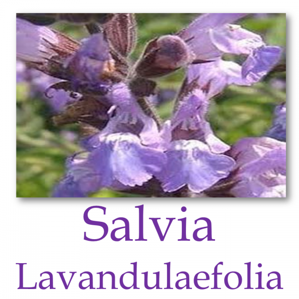 Salvia Lavandulifolia