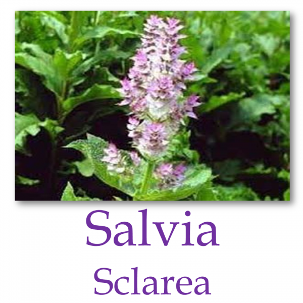 Salvia sclarea (salvia romana)