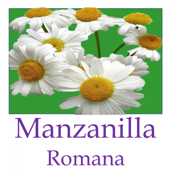 Manzanilla Romana